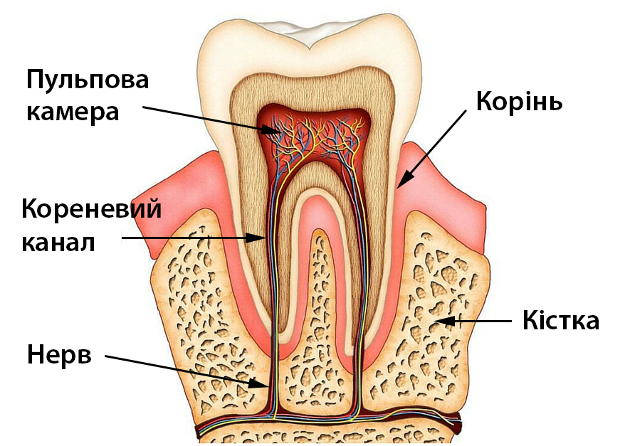 лікування каналів ендодонтія